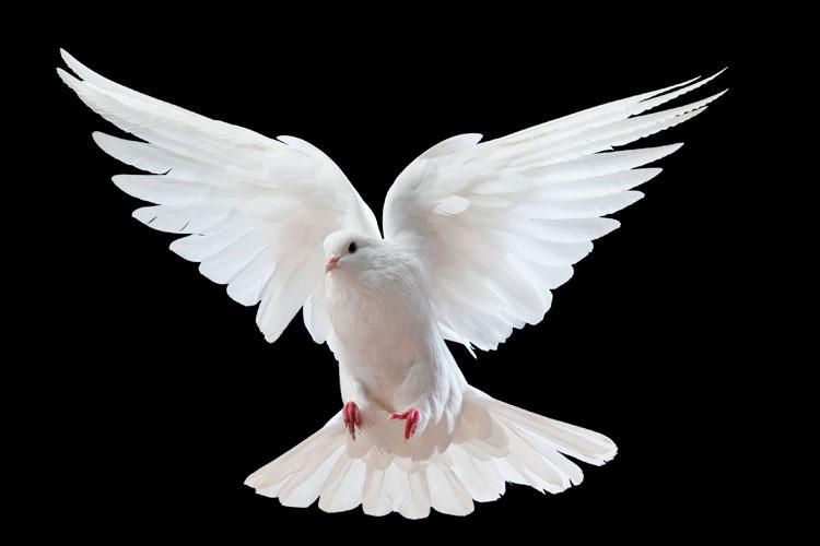 Pomba branca que representa o Espírito Santo batendo as asas