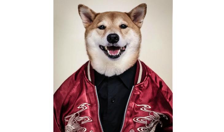 Bodhi, o cachorro mais bem vestido da internet
