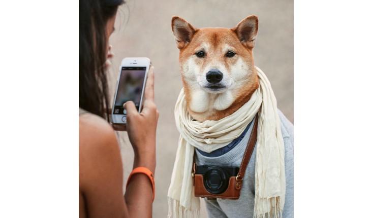 Bodhi, o cachorro mais bem vestido da internet