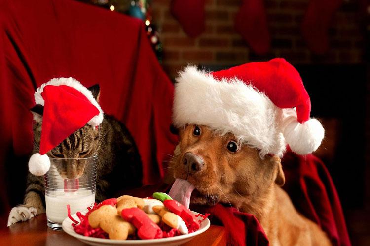 Cachorro e gato comendo Natal
