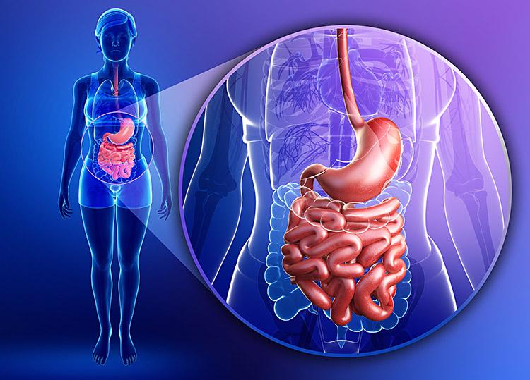 ilustração de um intestino 