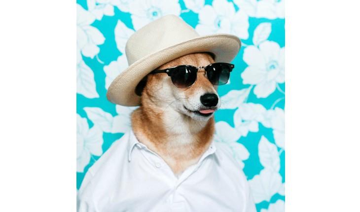 Bodhi, o cachorro mais bem vestido da internetBodhi, o cachorro mais bem vestido da internet