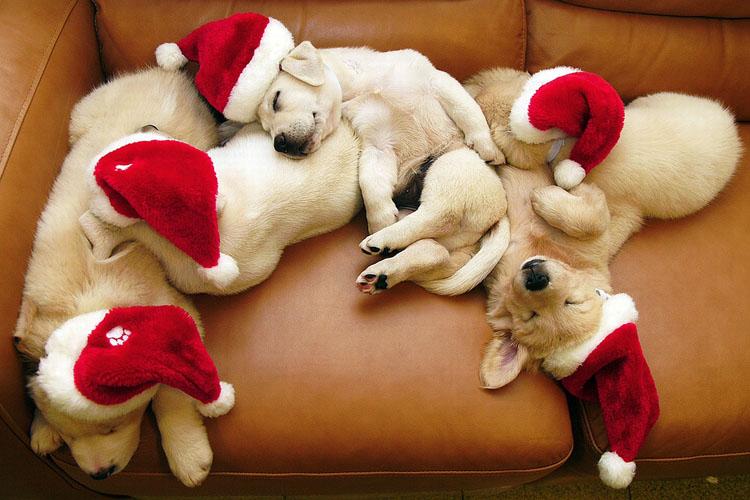 Filhotes de Labrador dormindo juntos