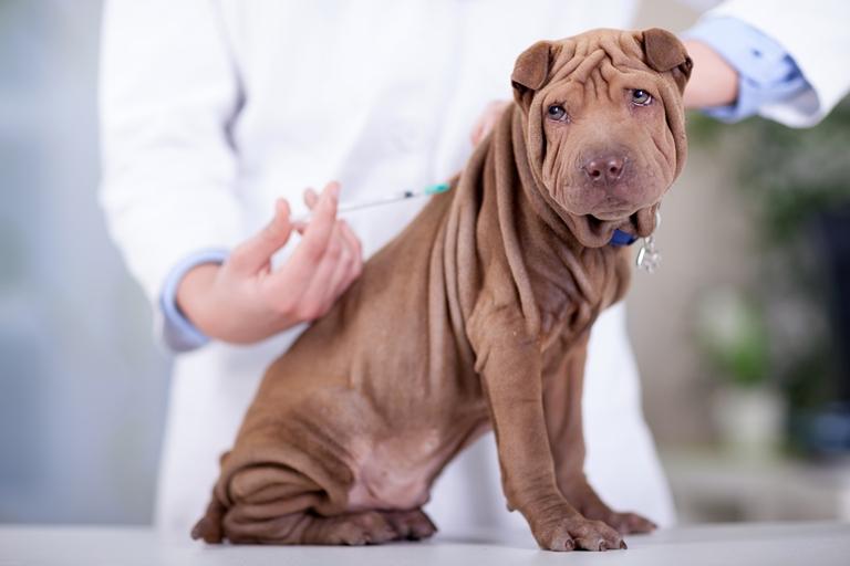 vacinacao cão