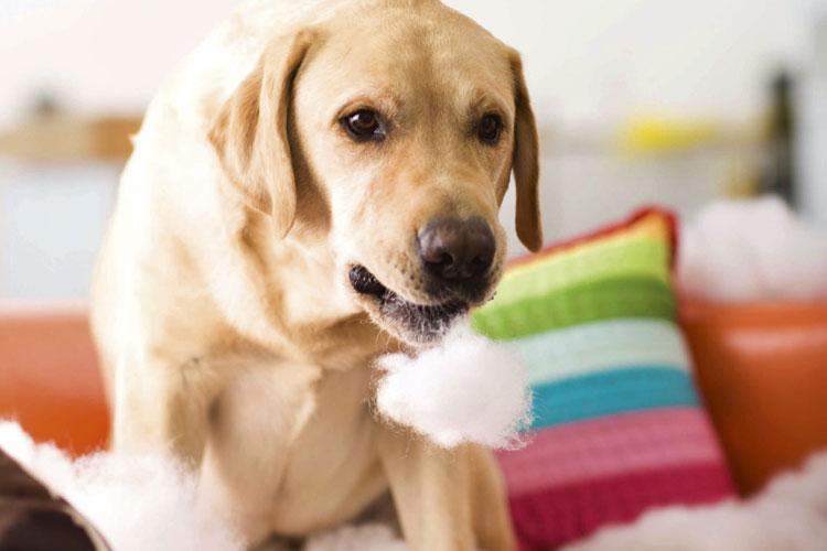 decoração à prova de pets: cachorro com algodão na boca