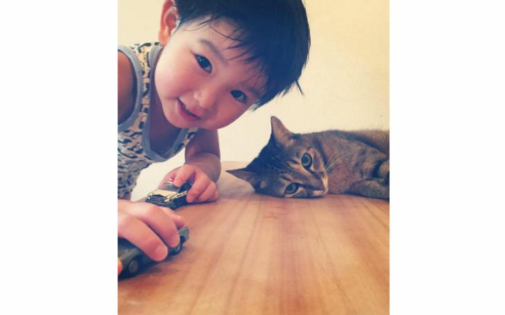pets no Instagram makicocomo gato toco