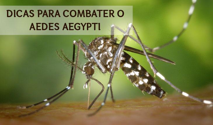 Foto do mosquito aedes aegypti com a escrita 