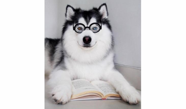 maru husky siberiano oculos livro