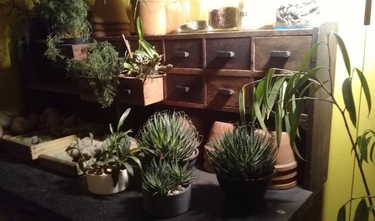 plantas dentro de casa