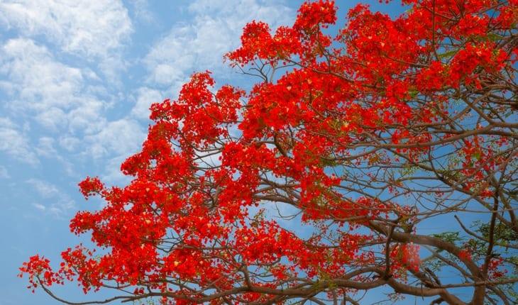 Àrvores vermelha florida em céu azul