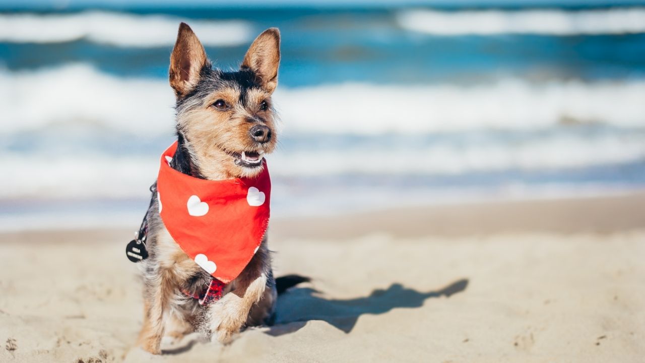 3 dicas para cuidar do seu cachorro na praia