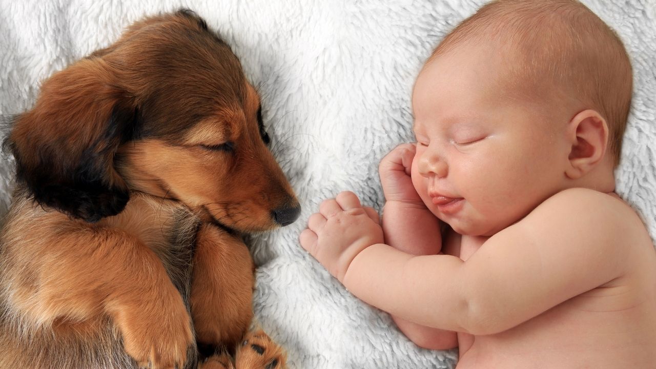 Se o nascimento do bebê se aproxima, é hora de conferir alguns truques para esses irmãos se darem bem e facilitar a adaptação do cachorro (COM VÍDEO)