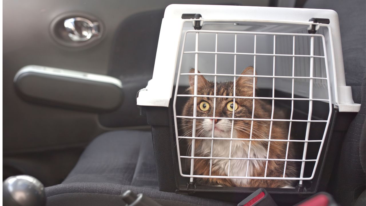 Chega a hora de transportar seu pet e ele já fica estressado, né? Confira alguns truques para acalmar o gato e facilitar o transporte (COM VÍDEO)