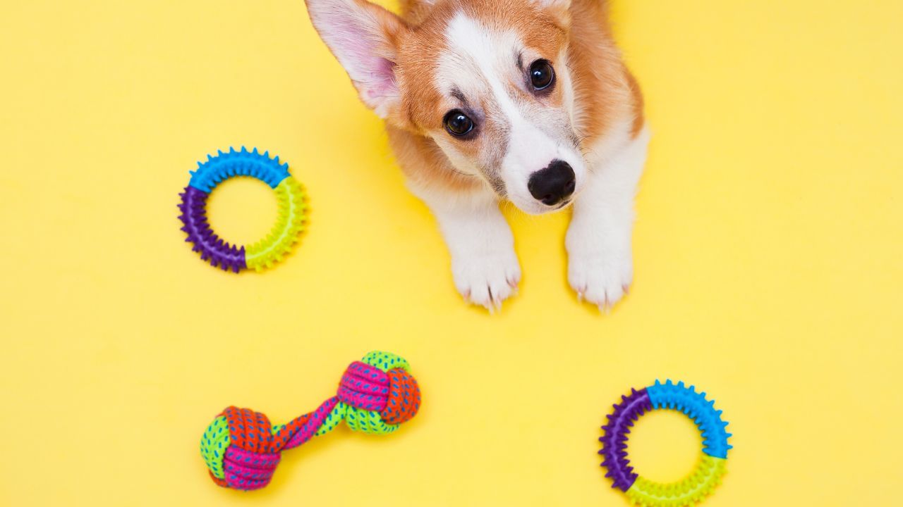 Aprenda a fazer brinquedos recicláveis para pets