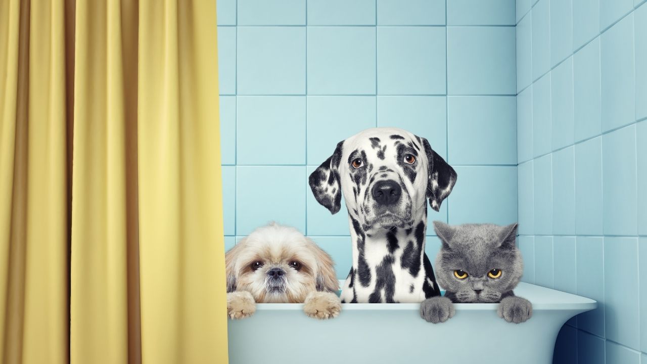 4 dicas para dar banho em gatos e cachorros