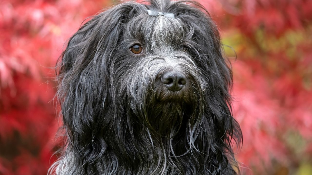 Cachorros de pelo longo: quais os cuidados necessários?
