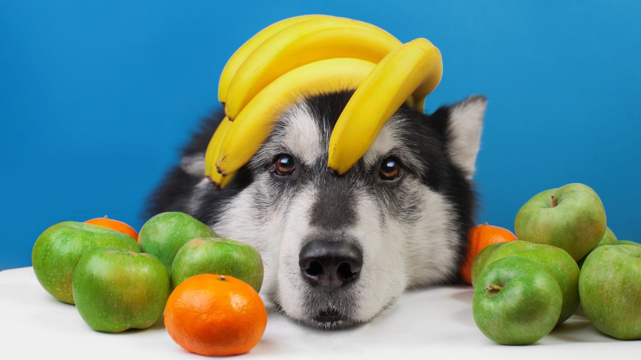 Além da ração e petiscos, saiba quais frutas o cachorro pode ou não comer para complementar sua alimentação sem riscos à saúde (COM VÍDEO)