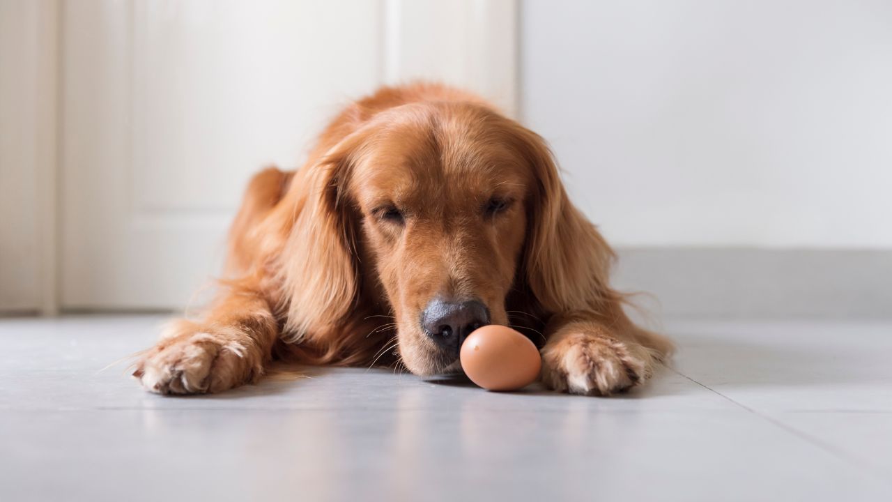 Bateu aquela dúvida sobre quais alimentos o cachorro pode ou não comer? Conversamos com uma veterinária para montar essa lista — e ovo está incluso!