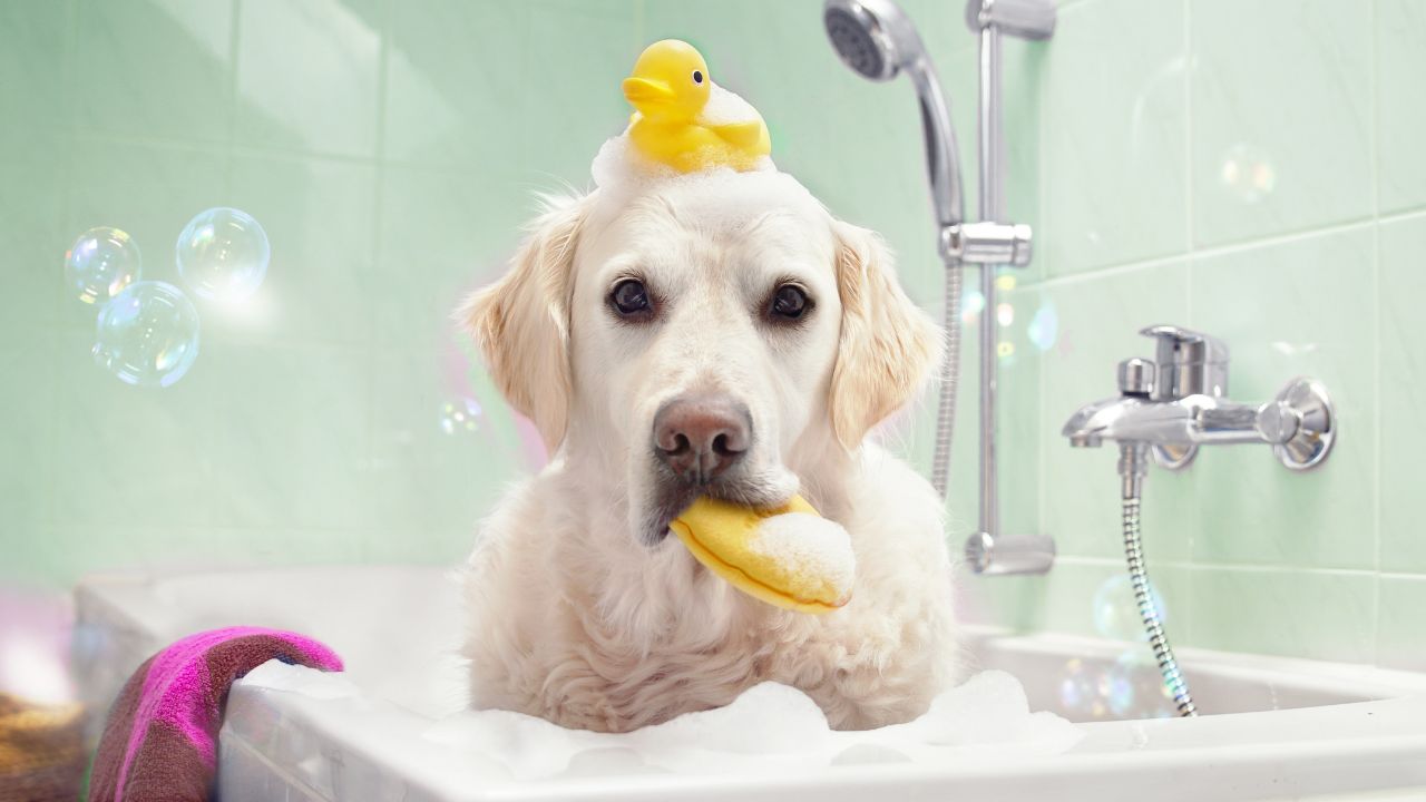 Cachorro pode tomar banho no frio?