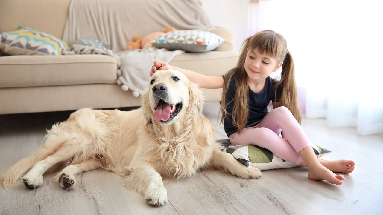 Cachorros dóceis: 7 raças para ter em casas com crianças