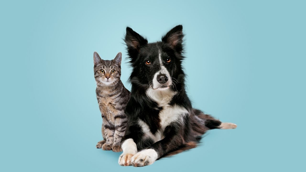 Especialista diz que é possível, sim, cachorros e gatos viverem em harmonia