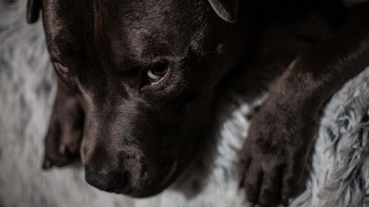 Ansiedade em cães: entenda como a síndrome pós-pandemia pode afetar pets
