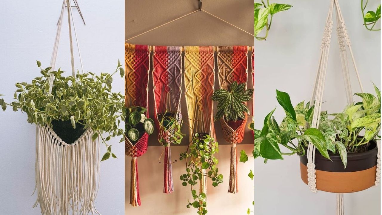 Hangers: saiba quais as plantas ideais para serem penduradas!