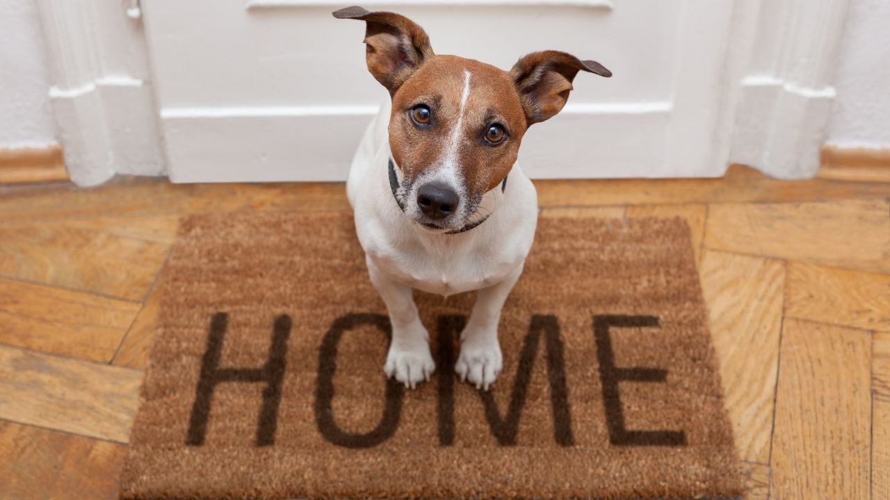 Casa nova: 4 dicas para o cachorro se adaptar ao lar