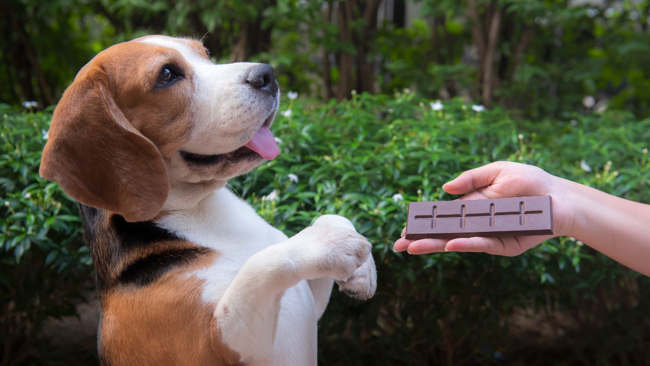 Ainda que o chocolate de Páscoa seja o mais gostoso do mundo, seu cachorro pode ter sérias complicações, mesmo se comer um pedaço pequeno do alimento