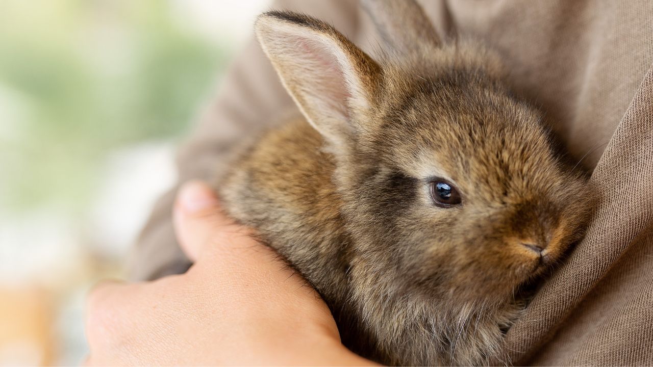 É comum presentear as crianças com coelho na época da Páscoa, entretanto, o pet requer uma rotina especial – e isso deve ser considerado antes da compra