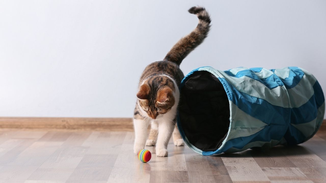 Como fazer brinquedos para gatos? Aprenda 3 modelos