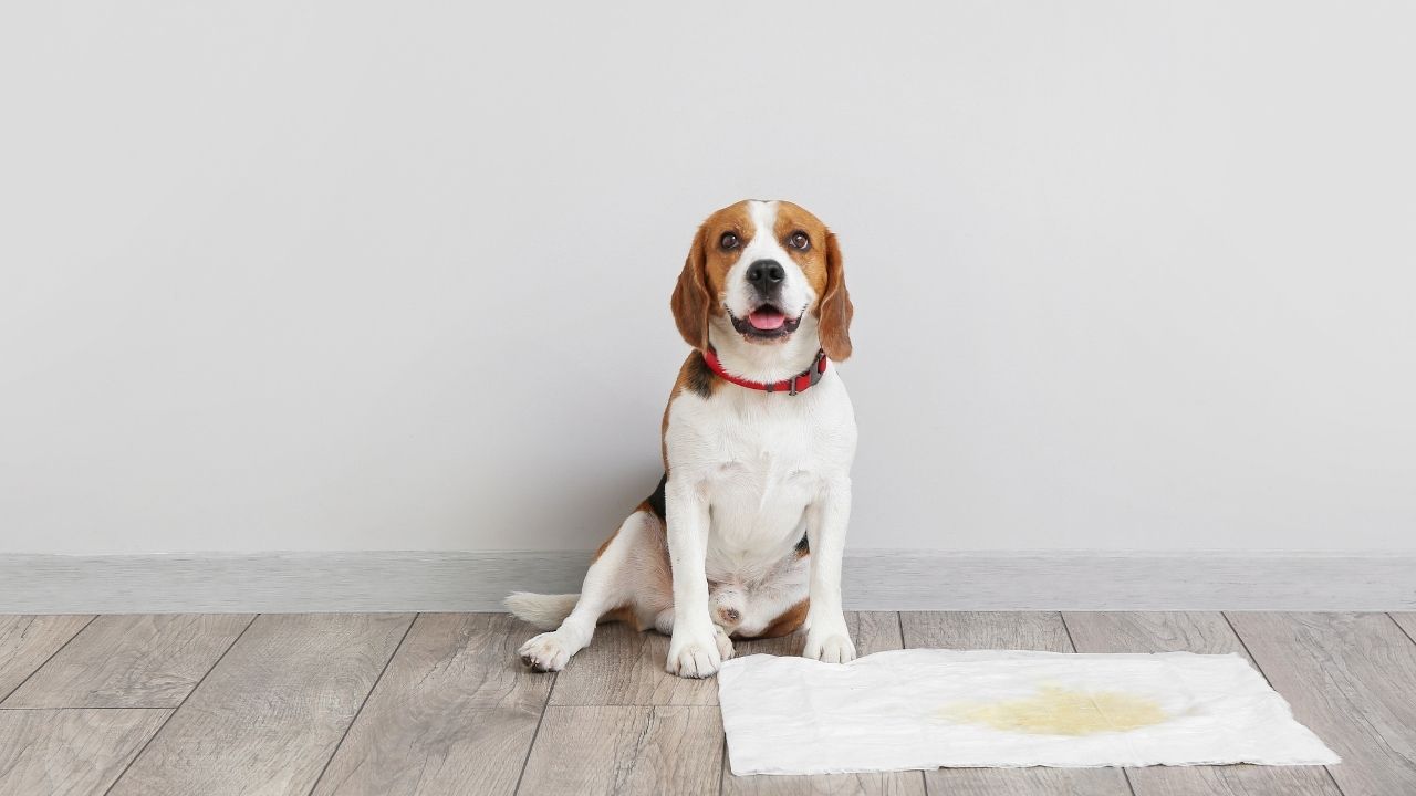 Como tirar o cheiro de xixi de cachorro da casa?