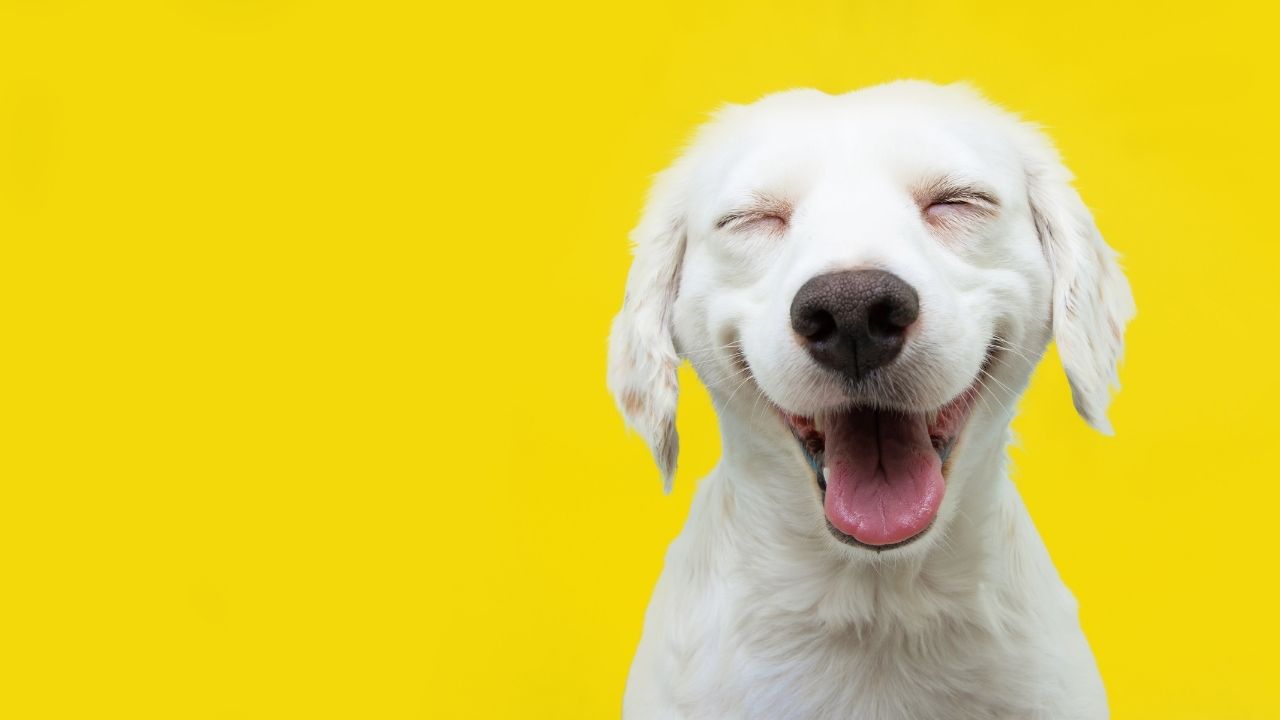 Confira os 50 nomes para cachorros mais populares do Brasil