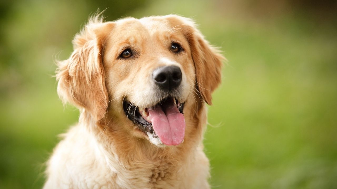 Conheça as 10 raças de cachorros mais inteligentes