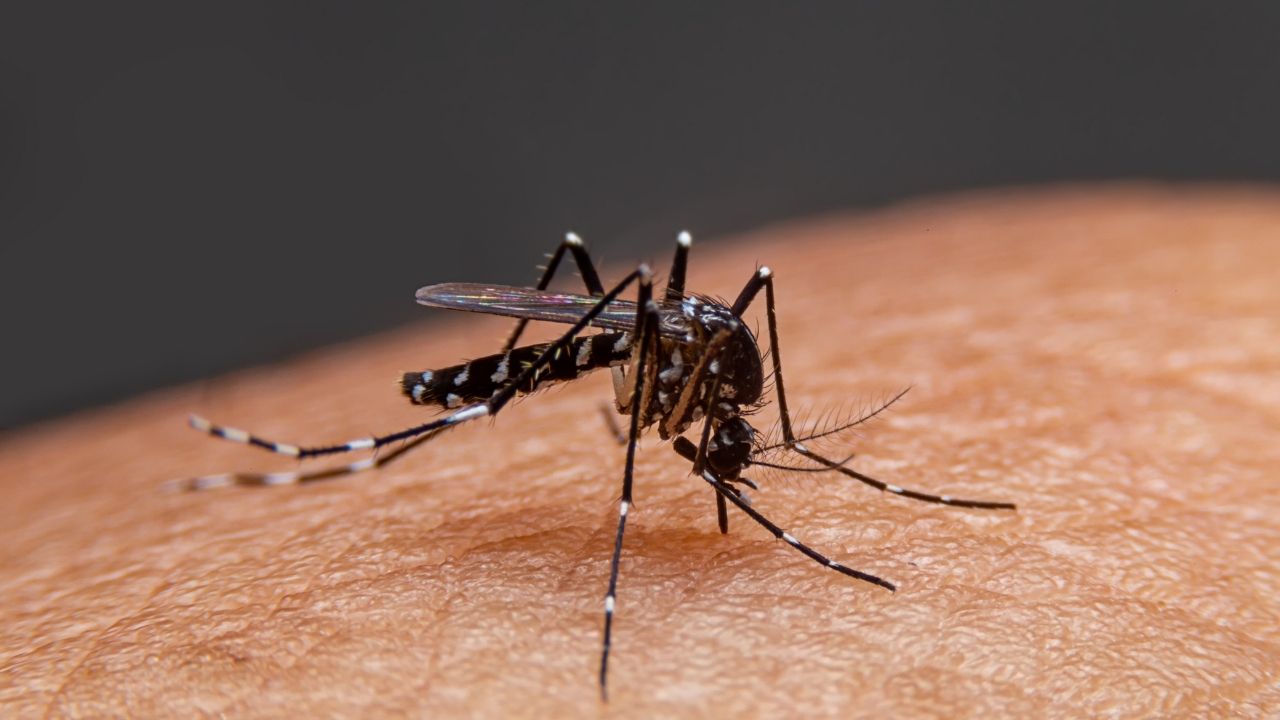 Brasil registrou mais de 500 mil casos de dengue entre janeiro e abril