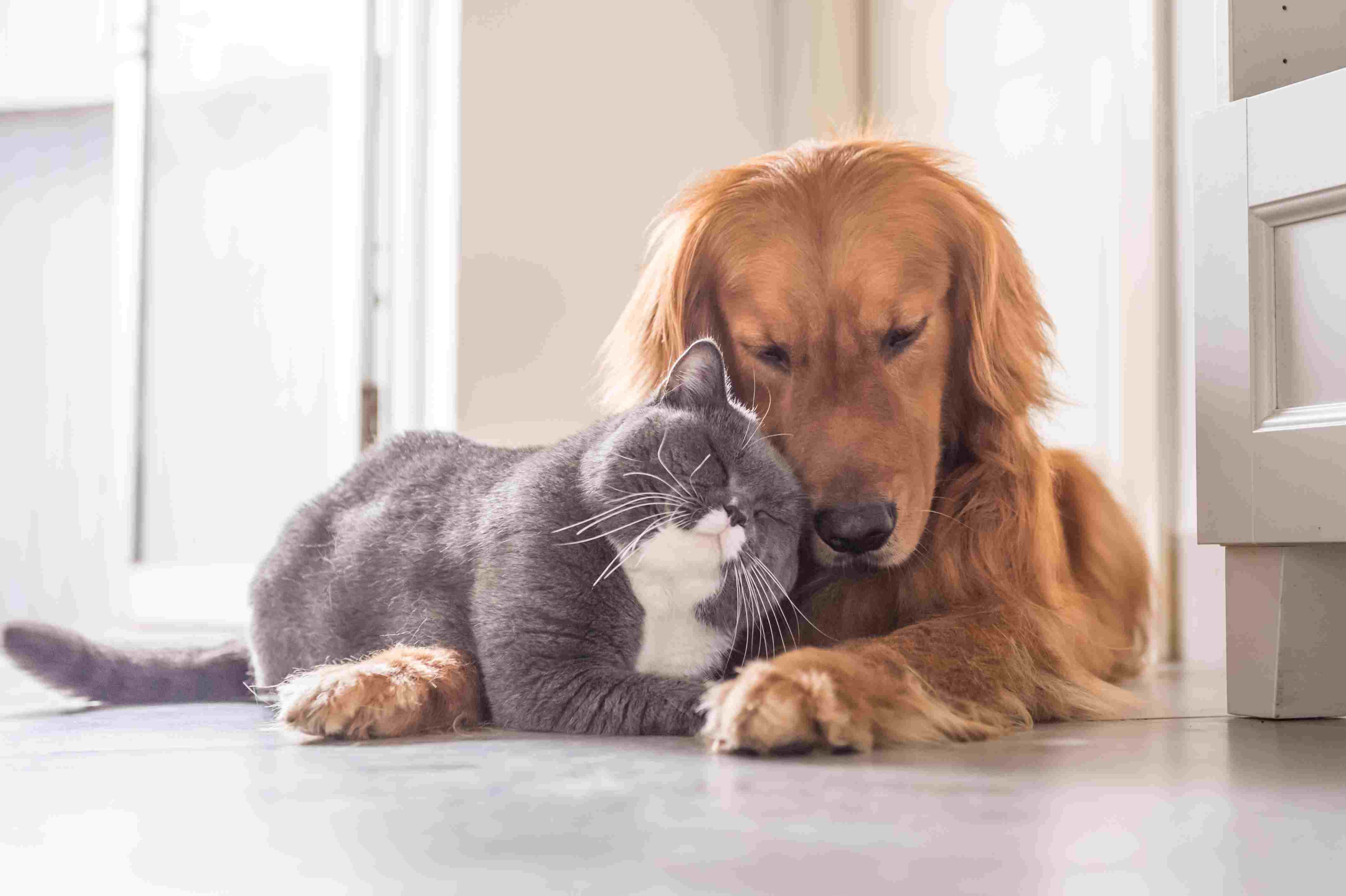 Chegou um pet novo por aí? Confira alguns truques para cães e gatos se darem bem e construírem uma relação de amizade (COM VÍDEO)