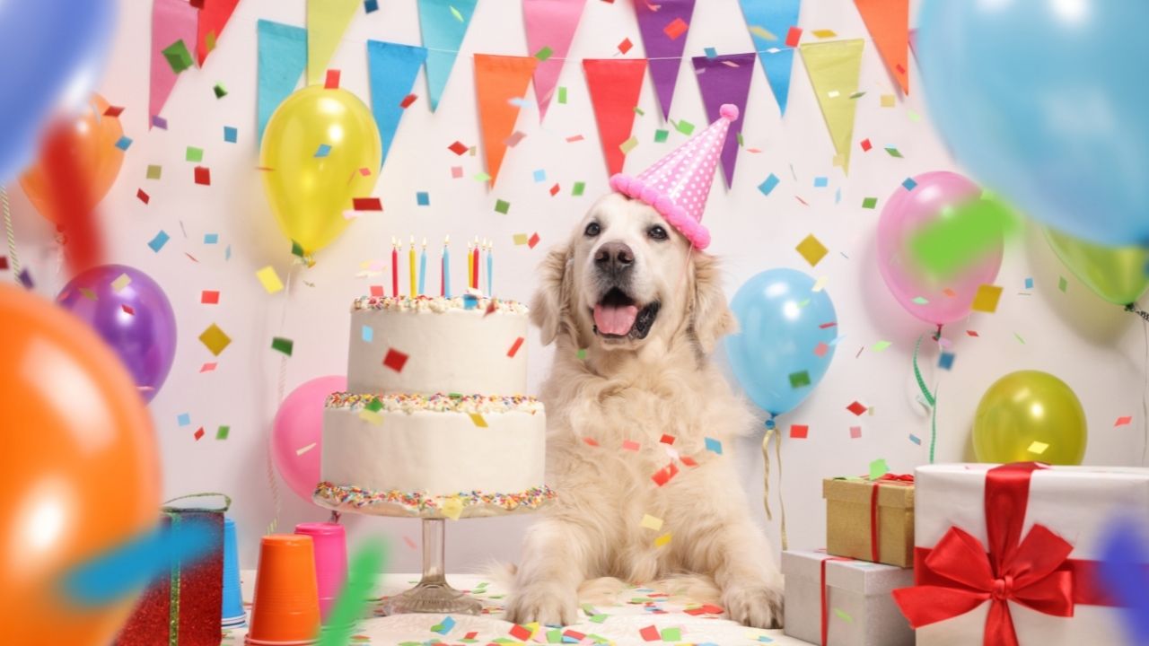 Fofura: pets também comemoram  aniversário, sabia?