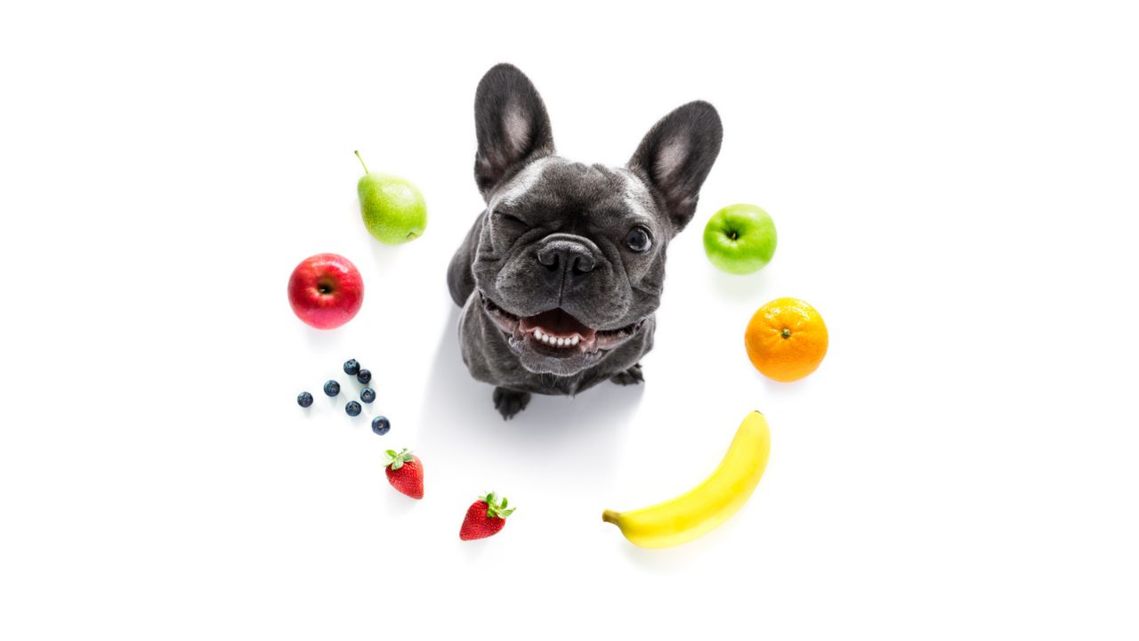 Deixe a salada de frutas para os humanos e revise os alimentos oferecidos para o seu animal