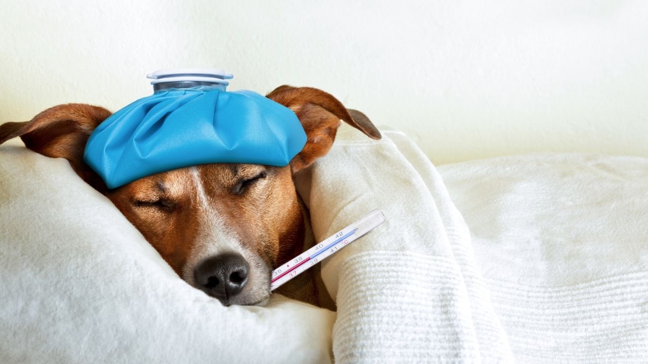 Gripe em pets: a chegada do frio pede cuidados com a saúde
