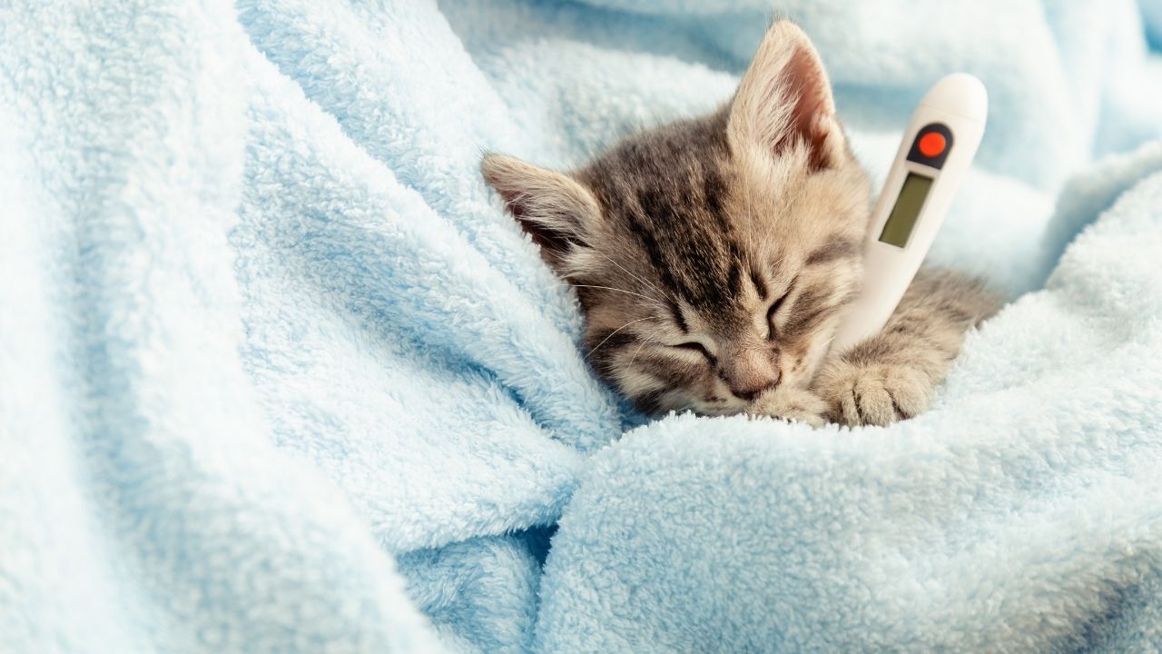 Gripe felina: como tratar e prevenir a doença