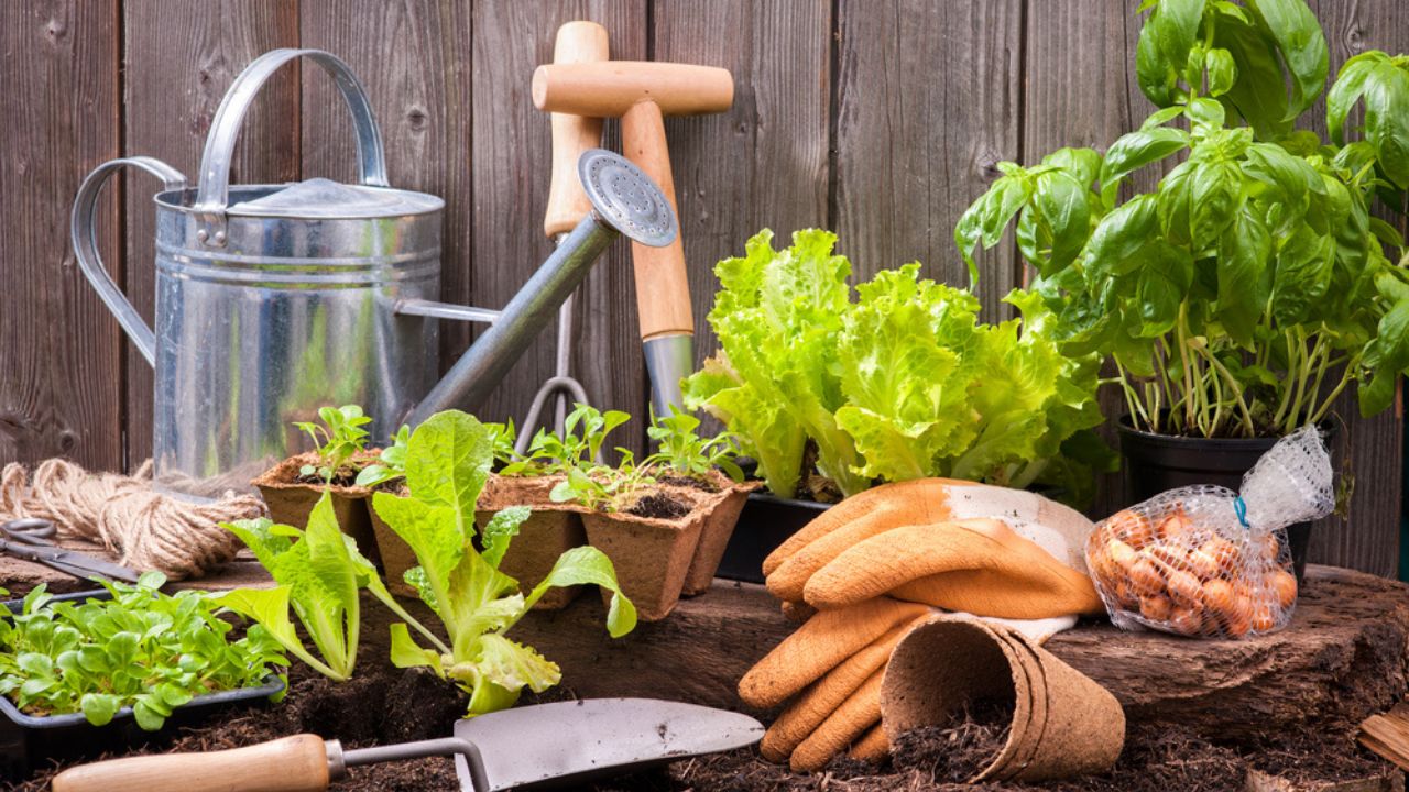 Opte por alimentos fresquinhos direto do pé! Aprenda quais cuidados tomar para que sua horta fique saudável