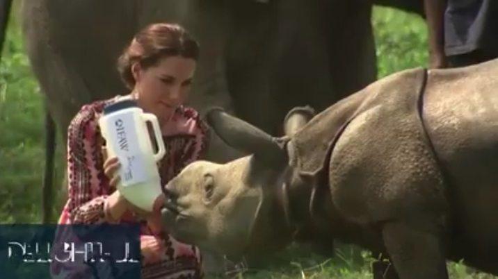 Príncipe William e Princesa Kate alimentam bebês rinocerontes 