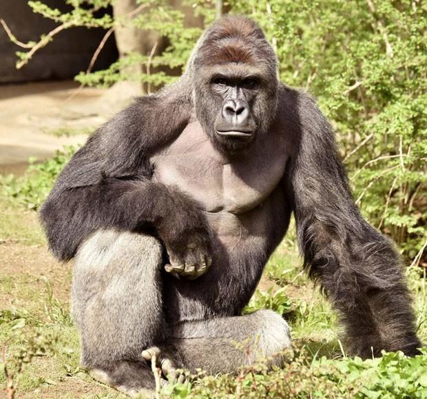 O caso do gorila Harambe trouxe uma importante discussão à tona!