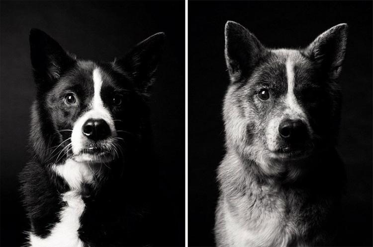 Fotógrafa faz ensaio tocante sobre o envelhecimento de cães 
