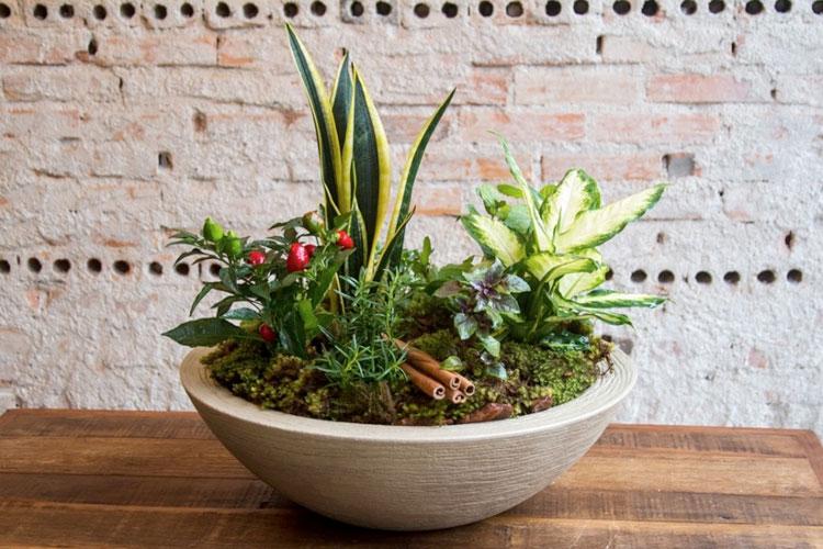 Melhore o astral de sua casa com a planta certa: veja dicas de plantas para deixar sua casa mais bonita e harmoniosa! Confira!