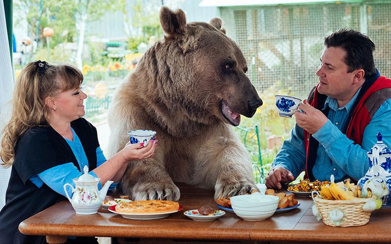 O urso Stephan pesa mais de 130 quilos, come 25 quilos de comida por dia e é como um filho para os seus donos