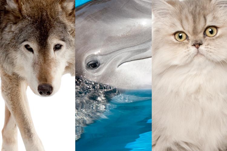 Teste: com qual animal você mais se parece? 