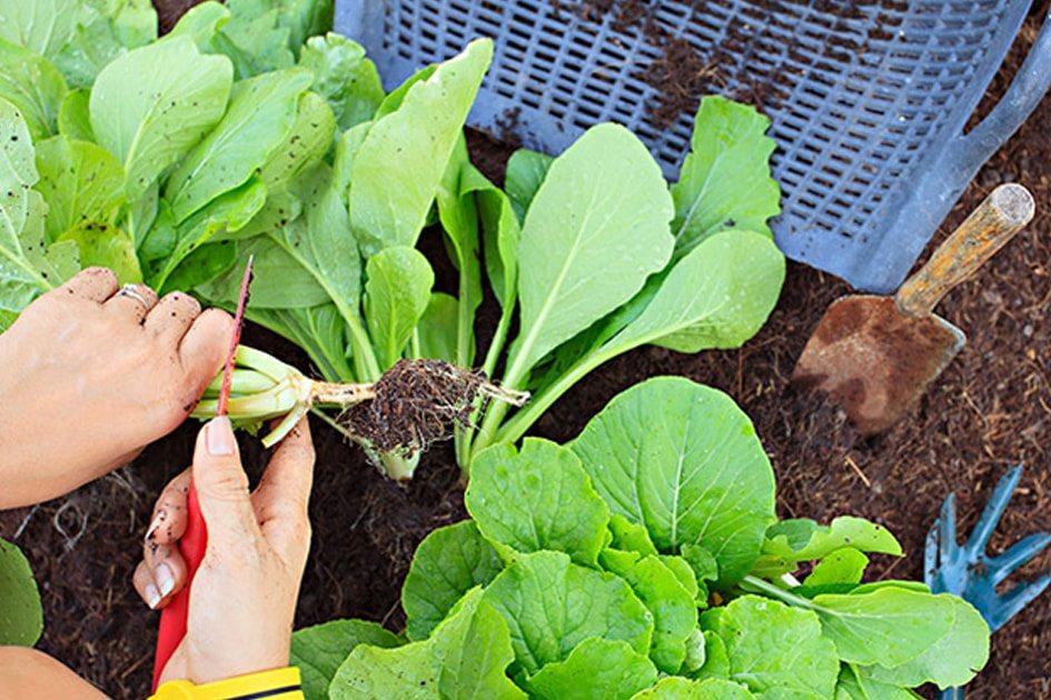 Conheça 9 motivos para investir nos alimentos orgânicos! 