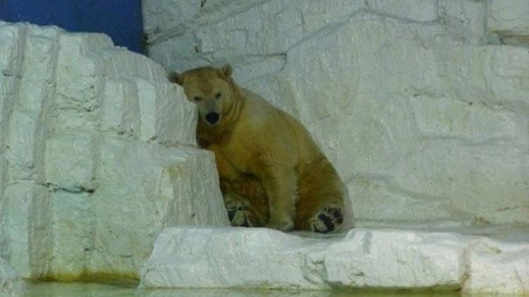 Morre Arturo, o urso polar “mais triste do mundo” 