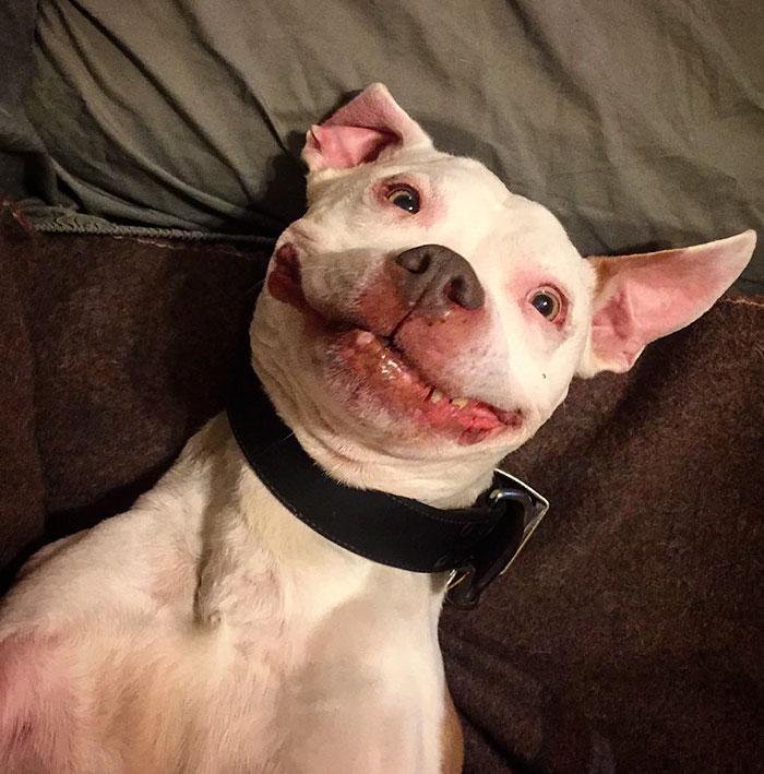 Conheça Brinks, o cão que depois de ser resgatado das ruas por seu dono John, não parou de sorrir de tão grato e satisfeito!